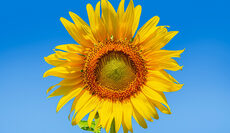 bigstock-Yellow-Sunflower-Natural-Sunf-450865597