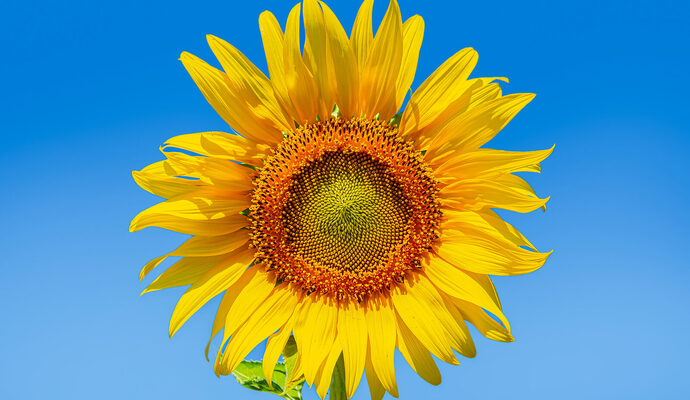bigstock-Yellow-Sunflower-Natural-Sunf-450865597