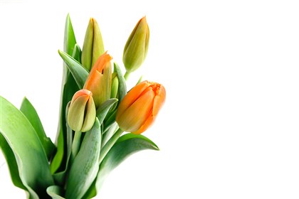 bigstock-Bouquet-Of-Orange-Tulip-Birth-403852973